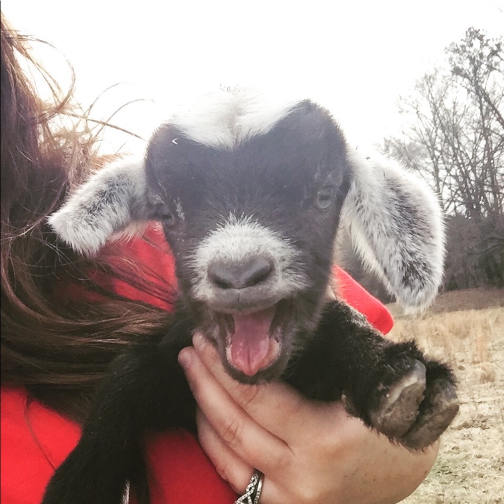 GOAT! 💕🐐 - Picture 6 of 12